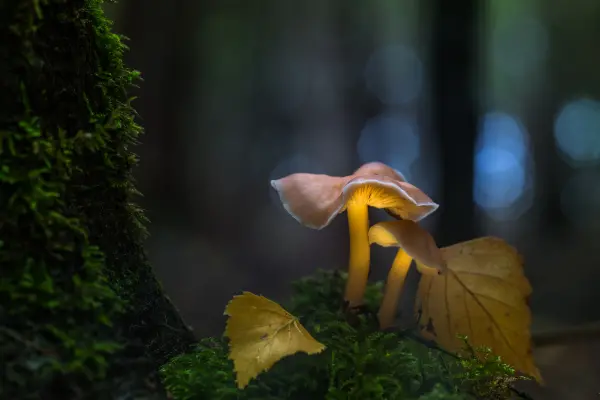 Nordic nature