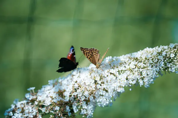 DaceEihvaldePhoto — Photographer, Dobele