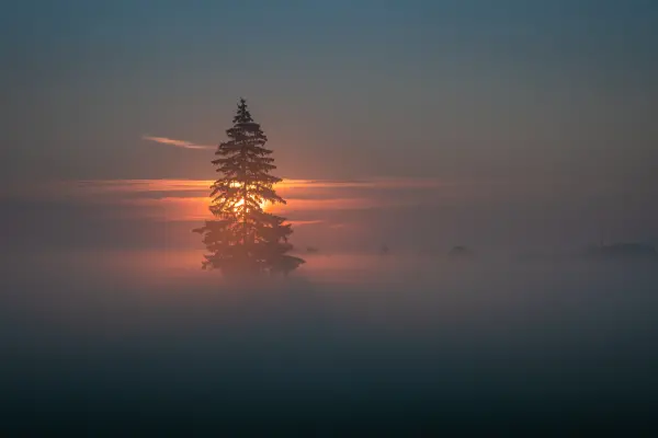 Nordic nature