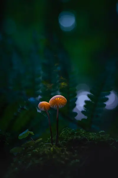 Nordic nature